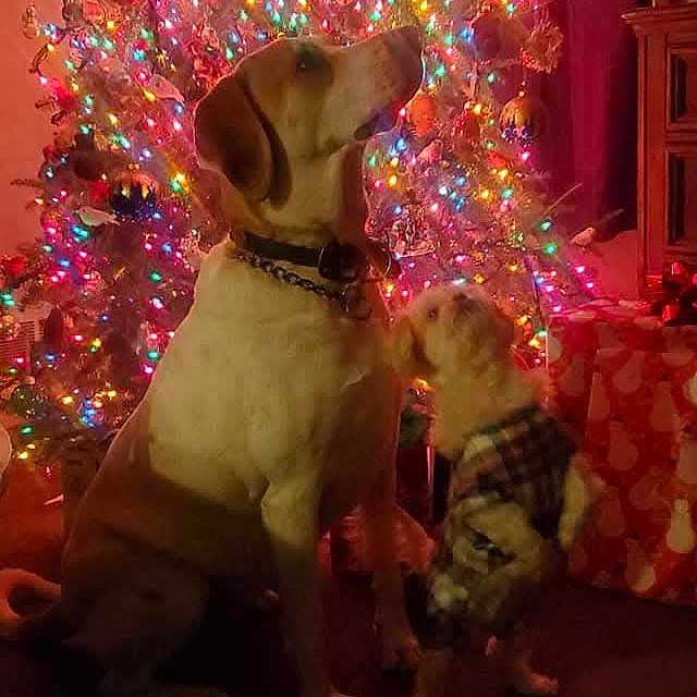 Angel And Peaches joined the competition — help win amazing prizes! animal, canine, celebration, christmas_tree, cute, decorations, dog, festive, holiday, home_decor, indoor, large_dog, lights, ornaments, pet, plaid_outfit, present, seasonal, small_dog, warm_lighting