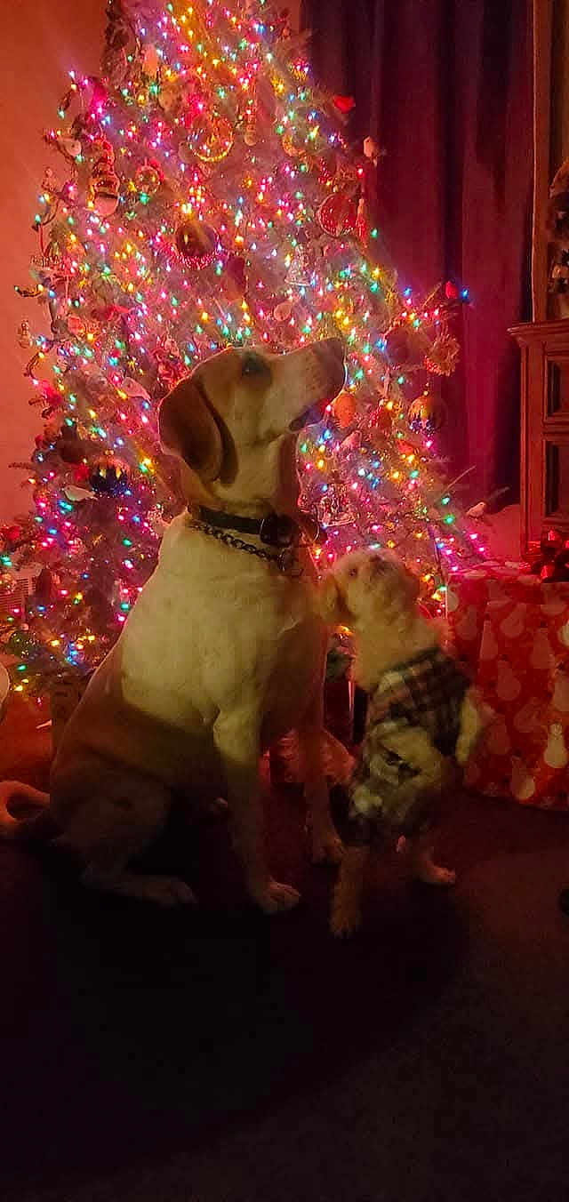 Angel And Peaches joined the competition — help win amazing prizes! dog, christmas_tree, holiday, lights, decorations, present, indoor, pet, canine, festive, plaid_outfit, large_dog, small_dog, warm_lighting, celebration, seasonal, ornaments, home_decor, cute, animal