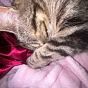 Perle a rejoint le concours — aidez-le/la à gagner de superbes lots ! cat, tabby_cat, sleeping, close_up, fur, whiskers, pink_blanket, soft_texture, red_fabric, cozy, resting, pet, animal, domestic_animal, cute, relaxed, indoor, feline, striped, nap