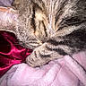 cat, tabby_cat, sleeping, close_up, fur, whiskers, pink_blanket, soft_texture, red_fabric, cozy, resting, pet, animal, domestic_animal, cute, relaxed, indoor, feline, striped, nap