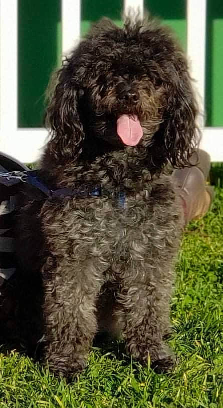 Peluza joined the competition — help win amazing prizes! biting, canidae, carnivore, companion_dog, dog, dog_breed, event, fur, grass, liver, non_sporting_group, poodle, snout, sporting_group, terrestrial_animal, terrier, toy_dog, water_dog, working_animal, working_dog