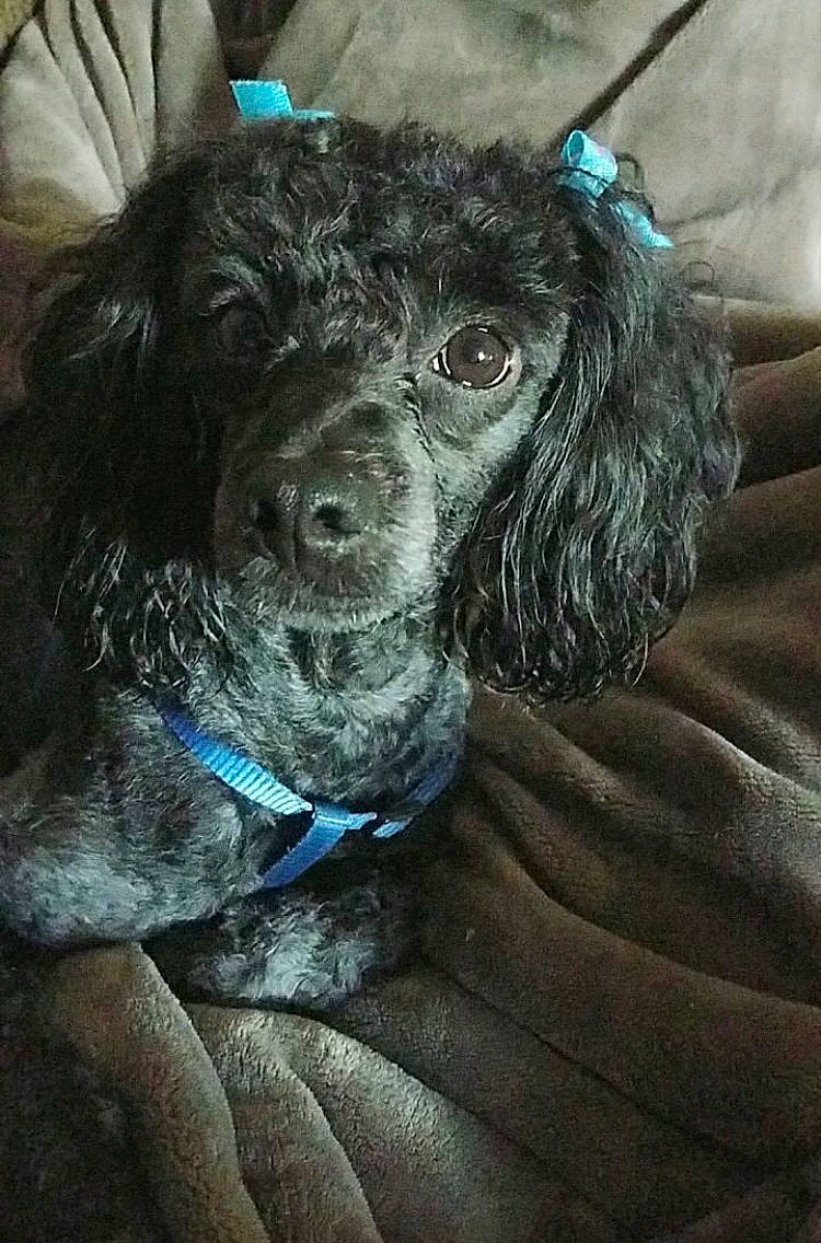 Peluza is registered to the contest to win money with this photo: canidae, carnivore, collar, companion_dog, dog, dog_breed, dog_collar, electric_blue, fur, liver, poodle, puppy, snout, spaniel, sporting_group, terrier, toy_dog, water_dog, whiskers, working_animal