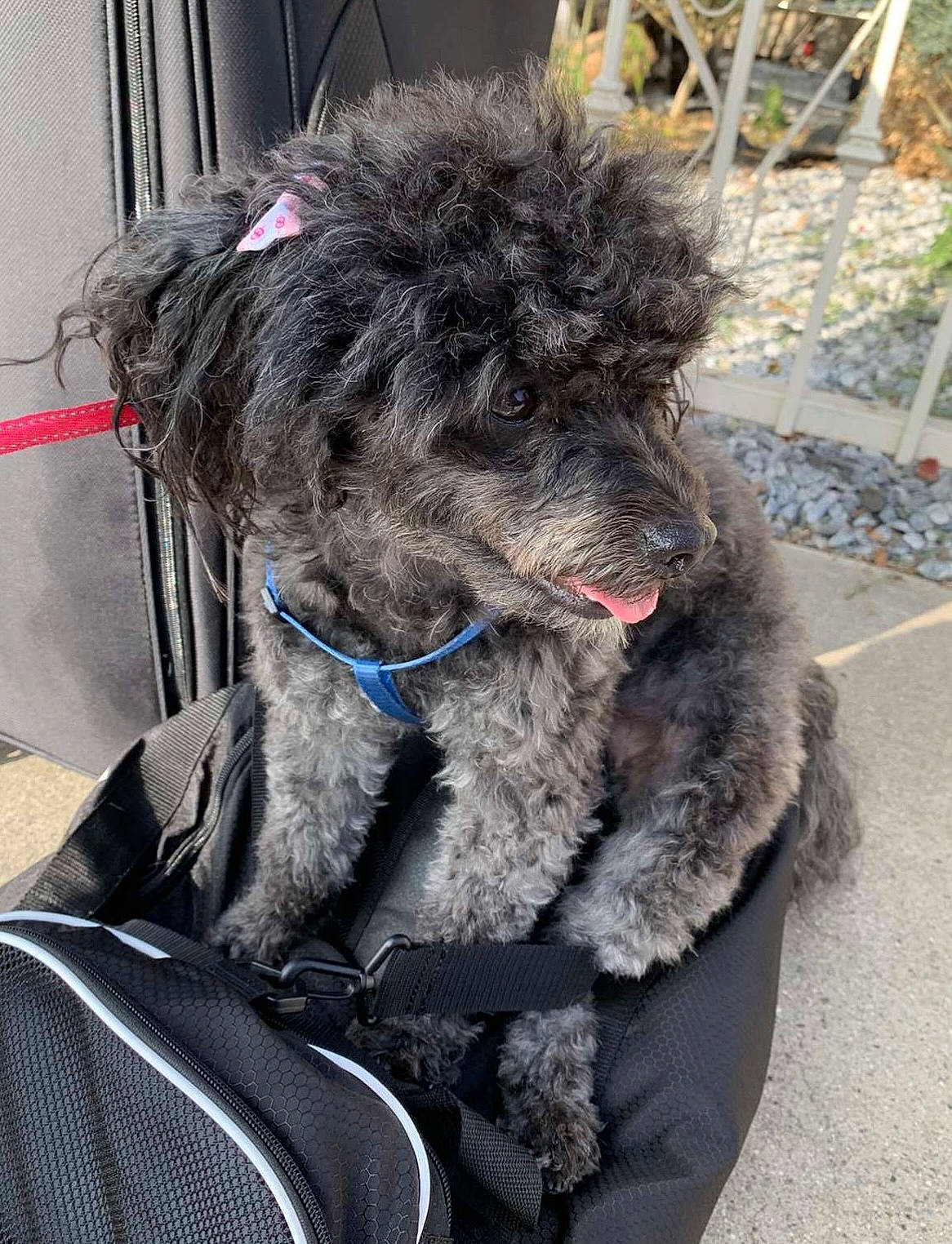 Peluza joined the competition — help win amazing prizes! canidae, carnivore, collar, companion_dog, dog, dog_breed, dog_collar, electric_blue, fashion_accessory, fur, leash, liver, luggage_and_bags, natural_material, poodle, snout, sporting_group, terrier, water_dog, working_animal