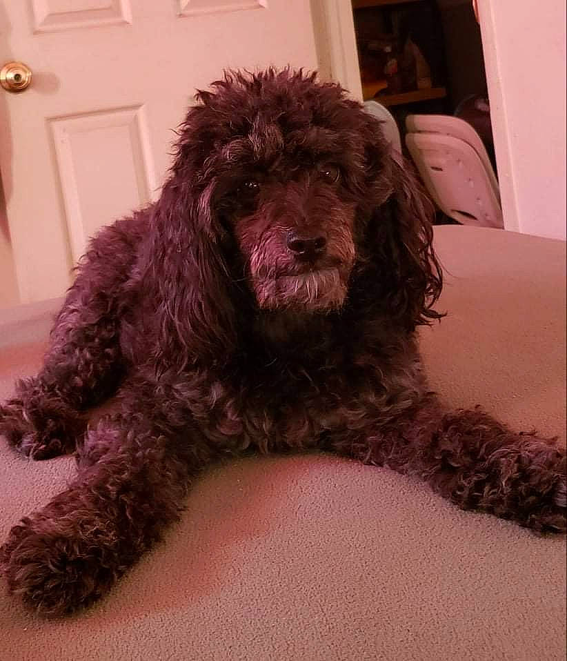 Peluza joined the competition — help win amazing prizes! canidae, carnivore, companion_dog, dog, dog_breed, door, fur, goldendoodle, irish_water_spaniel, labradoodle, liver, poodle, snout, spaniel, sporting_group, standard_poodle, terrier, toy_dog, water_dog, working_animal