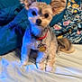 Bentley joined the competition — help win amazing prizes! animal, bed, blanket, canine, collar, curious, cute, dog, domestic_animal, ears, fluffy, fur, home, indoor, pet, portrait, resting, sitting, small_dog, tags