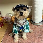 Bentley joined the competition — help win amazing prizes! adorable, black_nose, brown_fur, clothing, collar, cute, dog, domestic, hat, household, indoor, kitchen_counter, looking_at_camera, paper_towel, pet, puppy, sitting, small_dog, striped_shirt, tag