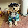 adorable, black_nose, brown_fur, clothing, collar, cute, dog, domestic, hat, household, indoor, kitchen_counter, looking_at_camera, paper_towel, pet, puppy, sitting, small_dog, striped_shirt, tag