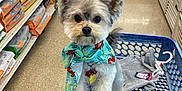 Bentley is registered to the contest to win money with this photo: aisle, bandana, bright_lighting, clothing, cute, dog, floor, fur, hand, indoor, leash, looking_at_camera, pet_accessories, pet_store, pets, shelves, shopping, shopping_cart, small_dog, tags