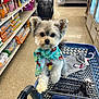 aisle, bandana, bright_lighting, clothing, cute, dog, floor, fur, hand, indoor, leash, looking_at_camera, pet_accessories, pet_store, pets, shelves, shopping, shopping_cart, small_dog, tags