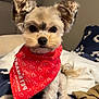 Bentley is registered to the contest to win money with this photo: adorable, animal, bandana, bed, blanket, cute, dog, ears, eyes, fur, indoor, looking_at_camera, nose, patterned_blanket, pet, red_bandana, sitting, small_dog, tail, whiskers