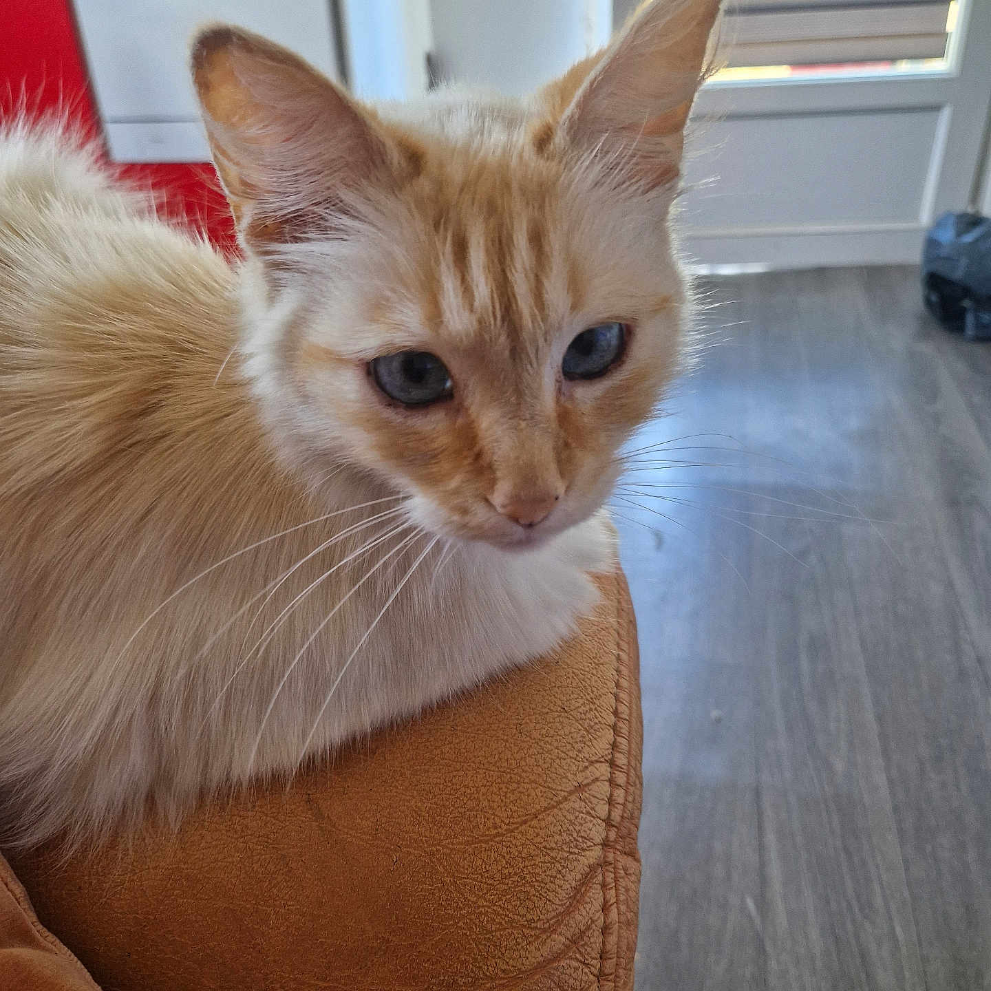 Otcho a rejoint le concours — aidez-le/la à gagner de superbes lots ! animal, blue_eyes, cat, close_up, cozy, cream_colored, domestic, ears, floor, fluffy, furniture, home, indoor, kitchen, leather_chair, natural_light, pet, relaxing, whiskers, window