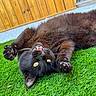 cat, black_cat, furry, pet, animal, green_grass, artificial_grass, playful, lying_down, rolling_over, paws, claws, whiskers, yellow_eyes, fluffy, outdoor, wooden_background, closeup, portrait, funny_pose