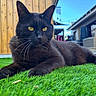 cat, black_cat, animal, pet, feline, whiskers, yellow_eyes, collar, lying_down, outdoor, backyard, artificial_grass, green_grass, wooden_fence, patio, furniture, sunlight, blue_sky, closeup, portrait