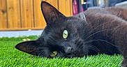 Lucifer a rejoint le concours — aidez-le/la à gagner de superbes lots ! black_cat, cat, feline, pet, animal, green_grass, outdoor, lying_down, relaxed, close_up, portrait, yellow_eyes, whiskers, ears, fur, wooden_fence, backyard, daylight, nature, sleepy