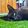 black_cat, cat, feline, pet, animal, green_grass, outdoor, lying_down, relaxed, close_up, portrait, yellow_eyes, whiskers, ears, fur, wooden_fence, backyard, daylight, nature, sleepy