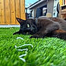 cat, black_cat, animal, pet, feline, green_grass, artificial_grass, backyard, outdoor, lying_down, relaxed, upside_down, green_eyes, whiskers, fur, garden, wooden_fence, patio, playful, close_up
