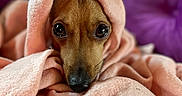 Bimbo a rejoint le concours — aidez-le/la à gagner de superbes lots ! dog, puppy, small_dog, brown_fur, wide_eyes, black_nose, portrait, closeup, blanket, wrapped, cozy, indoors, purple_background, pink_fabric, cuddly, cute, pet, face, resting, photography