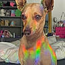 Bimbo participe au concours pour gagner de l'argent avec cette photo : dog, small_dog, puppy, large_ears, short_hair, brown_fur, sitting, portrait, indoor, bedroom, bed, bedding, shelves, mirror, rainbow_light, colorful, pet, canine, alert, looking_at_camera
