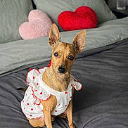Bimbo participe au concours pour gagner de l'argent avec cette photo : dog, pet, small_dog, pointy_ears, dressed_dog, dog_dress, heart_pattern, heart_pillows, bed, bedroom, bedding, portrait, sitting, indoor, cute, brown_fur, white_clothing, red_accents, camera_gaze, fashion