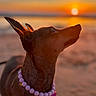 Bimbo a rejoint le concours — aidez-le/la à gagner de superbes lots ! dog, brown_dog, pet, animal, beach, sunset, sun, sky, ocean, water, shoreline, portrait, profile, necklace, beads, collar, outdoors, golden_hour, silhouette, closeup
