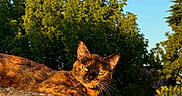 Pénélope participe au concours pour gagner de l'argent avec cette photo : cat, animal, pet, feline, fur, whiskers, ears, eyes, rooftop, roof, outdoor, nature, trees, blue_sky, sunlight, sunset_light, wood, building, portrait, grumpy_expression