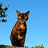 Pénélope a rejoint le concours — aidez-le/la à gagner de superbes lots ! cat, black_cat, brown_fur, pet, animal, feline, rooftop, roof, outdoor, sky, blue_sky, sunlight, tree, leaves, portrait, standing, looking_at_camera, whiskers, ears, dramatic