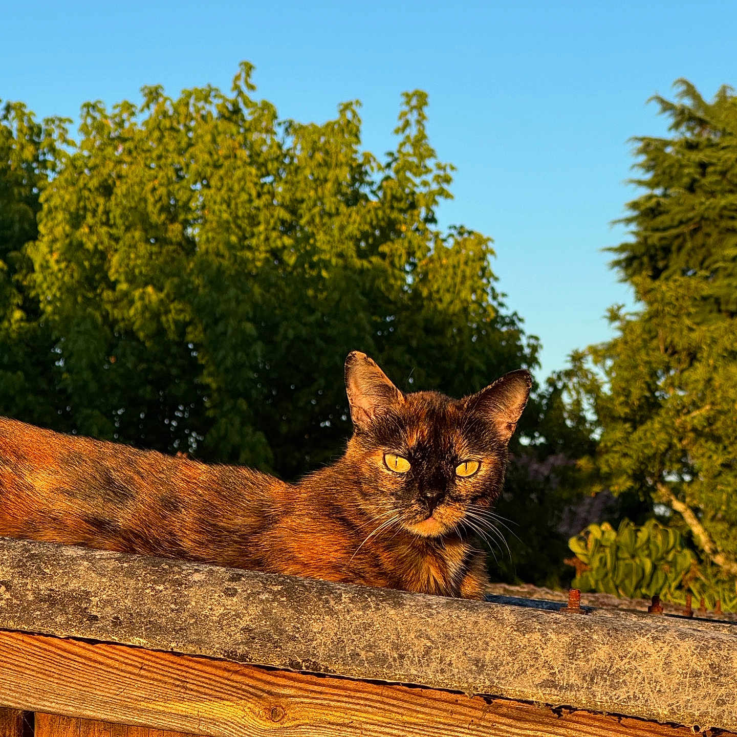 Pénélope