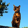 Pénélope a rejoint le concours — aidez-le/la à gagner de superbes lots ! cat, black_cat, animal, pet, feline, whiskers, ears, eyes, fur, rooftop, roof, outdoor, blue_sky, tree, leaves, sunlight, portrait, sitting, looking_at_camera, dramatic_lighting
