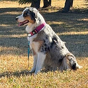 Angie a rejoint le concours — aidez-le/la à gagner de superbes lots ! dog, australian_shepherd, collar, leash, grass, outdoor, sunlight, trees, pet, canine, animal, sitting, tongue_out, nature, daytime, fur, mammal, park, shadow, happy