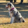 dog, australian_shepherd, collar, leash, grass, outdoor, sunlight, trees, pet, canine, animal, sitting, tongue_out, nature, daytime, fur, mammal, park, shadow, happy