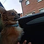 dog, small_dog, fluffy, brown_dog, collar, hand, car_interior, window, brick_building, outdoor, pet, animal, side_view, looking_away, human_hand, casual, blur, dim_light, close_up, companion