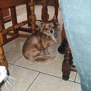 Balto a rejoint le concours — aidez-le/la à gagner de superbes lots ! dog, chihuahua, small_dog, brown_dog, pet, indoor, floor, tile_floor, wooden_chair, furniture, animal, looking_back, curious, whiskers, cat_partial, domestic_animal, household, companion, cute, sitting