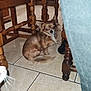 dog, chihuahua, small_dog, brown_dog, pet, indoor, floor, tile_floor, wooden_chair, furniture, animal, looking_back, curious, whiskers, cat_partial, domestic_animal, household, companion, cute, sitting