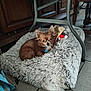 dog, brown, small_dog, fluffy_bed, indoor, tile_floor, chair, metal_frame, wooden_furniture, toy, bone, pet, resting, cute, cozy, floor, relaxed, animal, companion, home