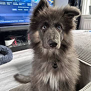 Ghost joined the competition — help win amazing prizes! dog, pet, fluffy, indoor, couch, living_room, television, floor, curtains, window, plant, fur, ears, nose, eyes, collar, tag, attention, cute, home