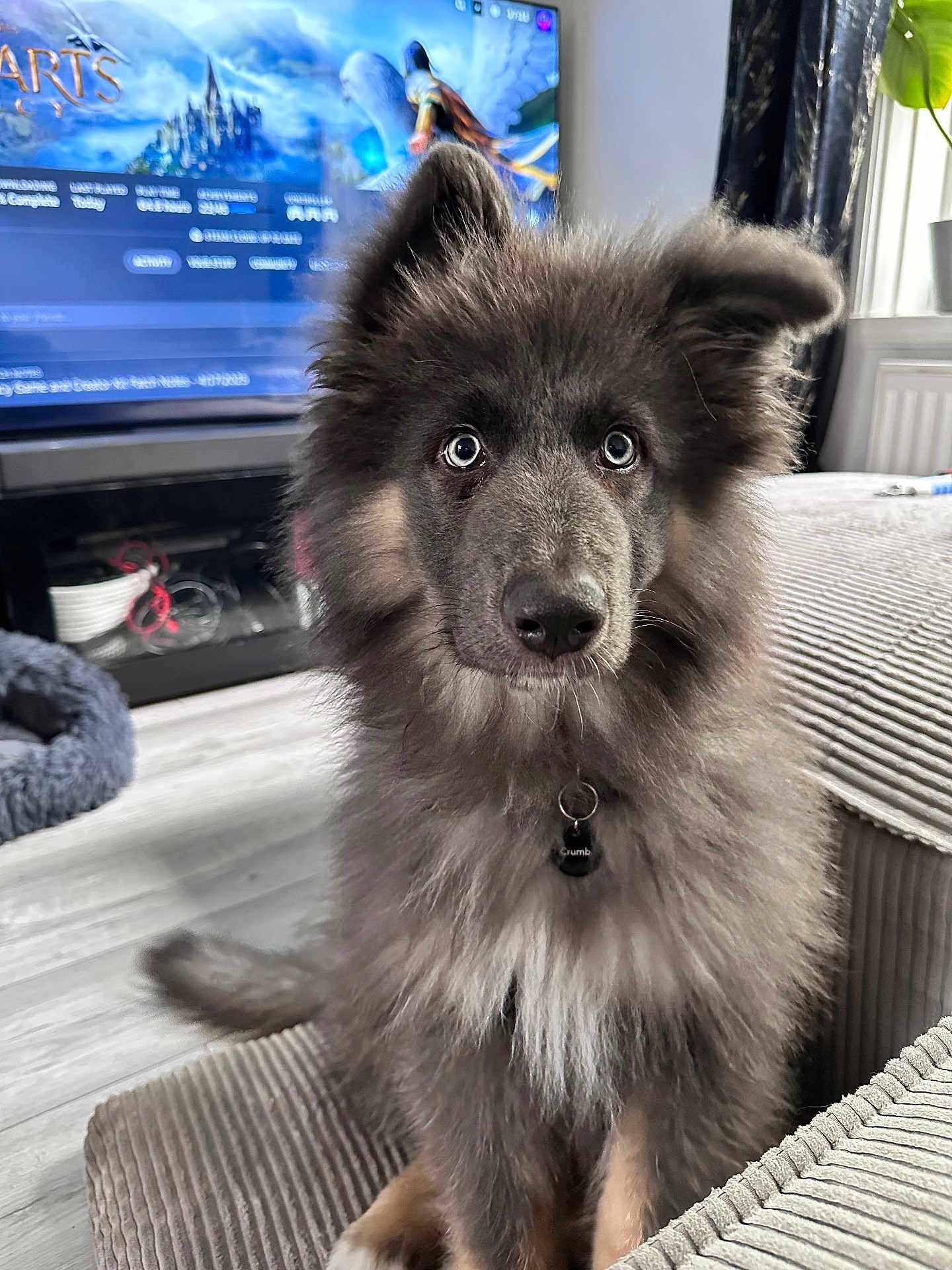 Ghost