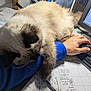 arm, blue_sleeve, cat, closeup, computer, cozy, desk, furry, hand, home_office, indoor, keyboard, notes, paper, pen, pet, relaxed, stationery, workspace, writing