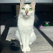Tina participe au concours pour gagner de l'argent avec cette photo : cat, white_cat, green_eyes, sitting, wooden_floor, sunlight, shadow, pet, animal, feline, domestic_cat, close_up, portrait, indoor, curious, whiskers, ears, tail, daylight, focused