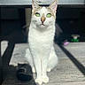 cat, white_cat, green_eyes, sitting, wooden_floor, sunlight, shadow, pet, animal, feline, domestic_cat, close_up, portrait, indoor, curious, whiskers, ears, tail, daylight, focused