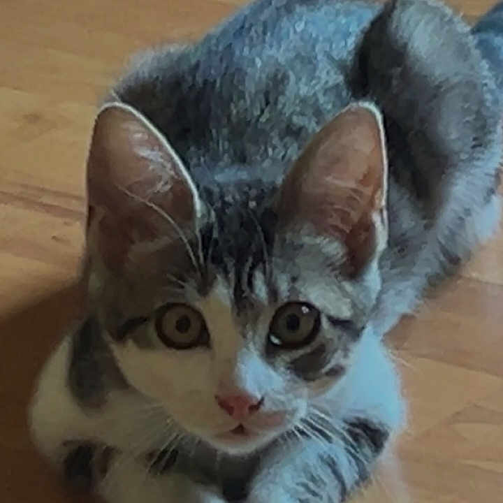 Nala a rejoint le concours — aidez-le/la à gagner de superbes lots ! cat, kitten, tabby, animal, pet, furry, whiskers, ears, eyes, face, paws, crouching, lying_down, indoor, wooden_floor, home, portrait, close_up, lock_screen, smartphone