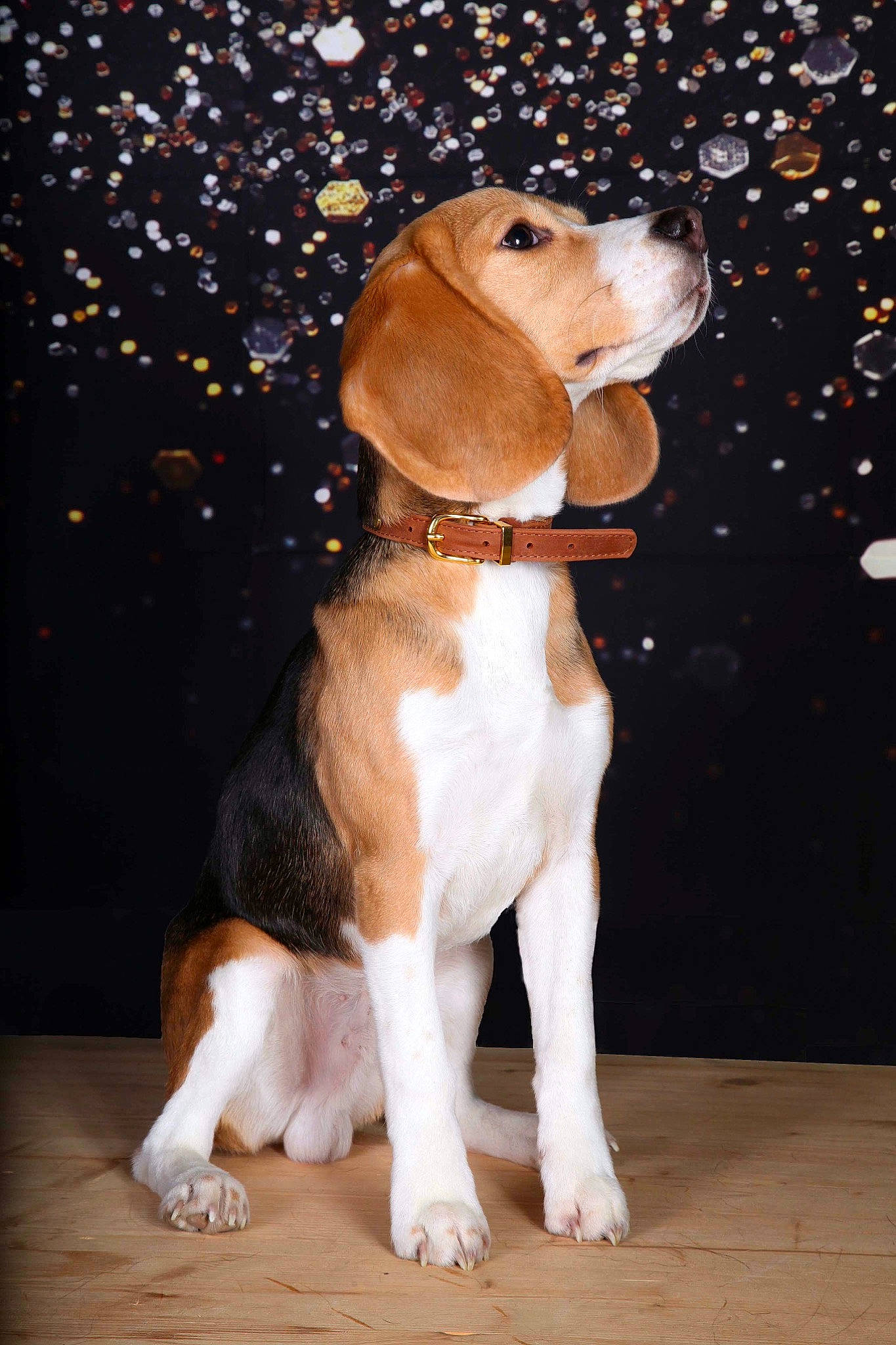Roméo participe au concours pour gagner de l'argent avec cette photo : art, beagle, beaglier, canidae, carnivore, collar, companion_dog, dog, dog_breed, fawn, finnish_hound, fur, hound, liver, scent_hound, snout, sporting_group, tail, whiskers, working_animal