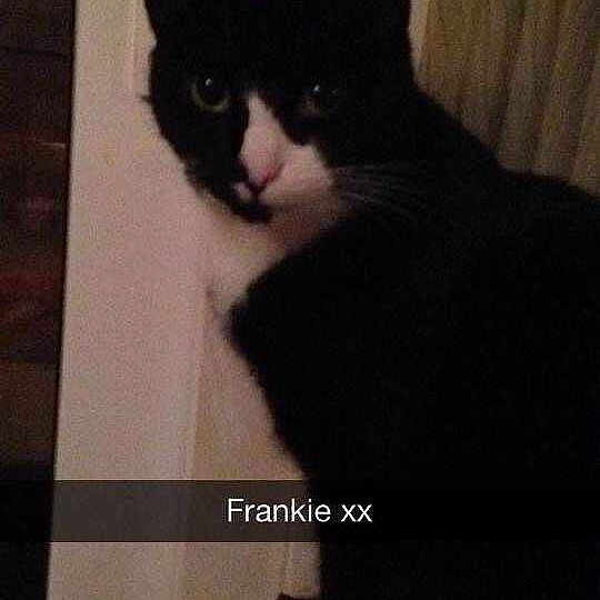 Frankie