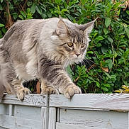 Aria a rejoint le concours — aidez-le/la à gagner de superbes lots ! cat, animal, feline, pet, outdoor, greenery, bush, wooden_fence, nature, fur, whiskers, paws, alert, side_view, mammal, walking, focused, close_up, gray_fur, tabby