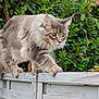 cat, animal, feline, pet, outdoor, greenery, bush, wooden_fence, nature, fur, whiskers, paws, alert, side_view, mammal, walking, focused, close_up, gray_fur, tabby