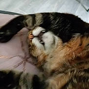 Timothy a rejoint le concours — aidez-le/la à gagner de superbes lots ! animal, blurred, cat, closeup, cute, domestic_cat, feline, fur, indoor, lying_down, mouth, nose, paw, pet, relaxed, resting, sleepy, stretching, tabby, whiskers