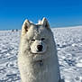 Rio participe au concours pour gagner de l'argent avec cette photo : dog, samoyed, white_fur, fluffy, snow, outdoor, blue_sky, pet, animal, portrait, winter, cold, canine, fur, sitting, nature, daylight, calm, serene, tag