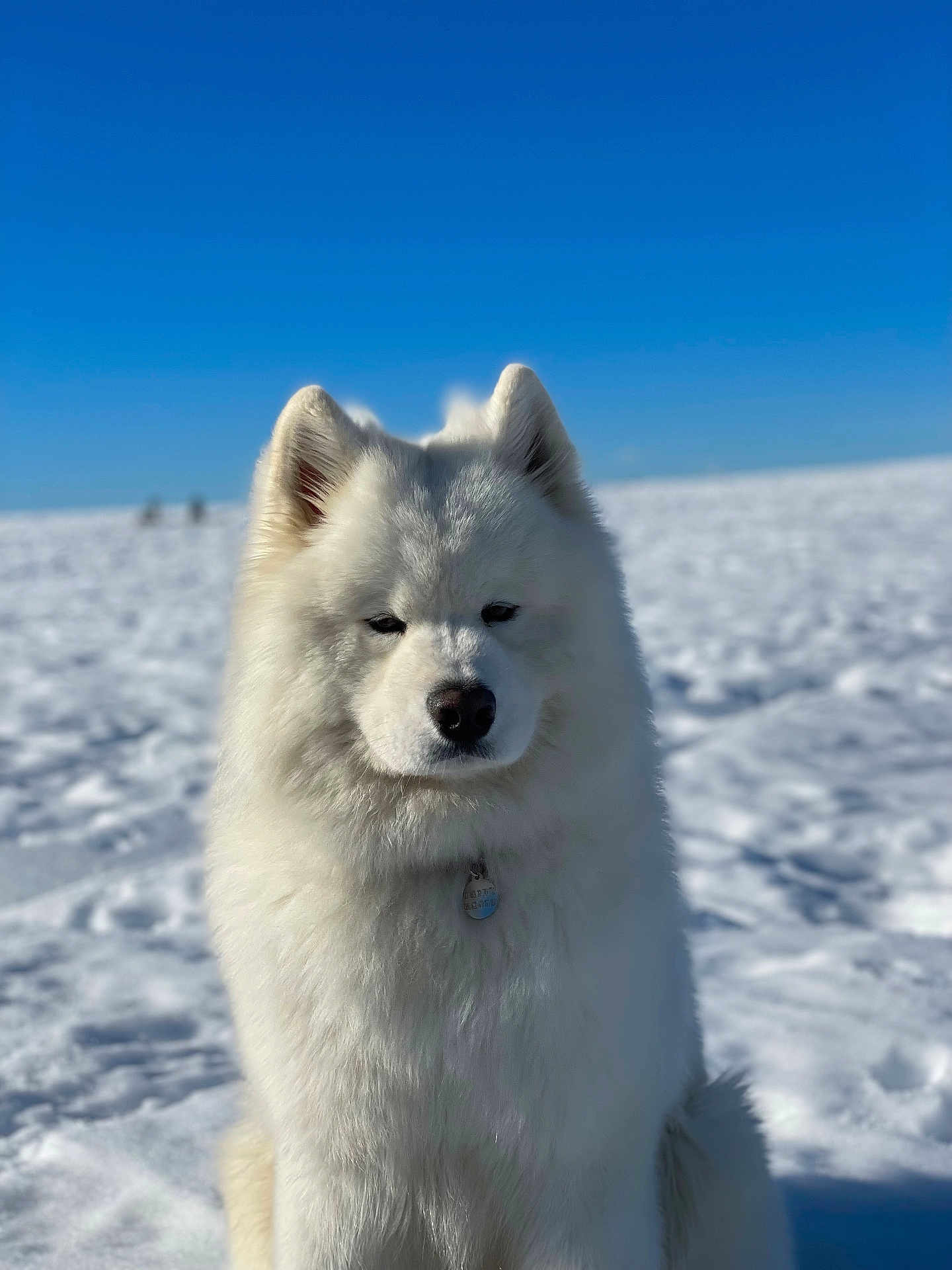 Rio participe au concours pour gagner de l'argent avec cette photo : dog, samoyed, white_fur, fluffy, snow, outdoor, blue_sky, pet, animal, portrait, winter, cold, canine, fur, sitting, nature, daylight, calm, serene, tag
