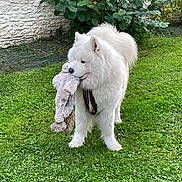 Rio a rejoint le concours — aidez-le/la à gagner de superbes lots ! dog, white_dog, fluffy, grass, toy, stuffed_animal, outdoor, pet, animal, playful, nature, greenery, wall, bush, fur, canine, collar, leaves, garden, cute