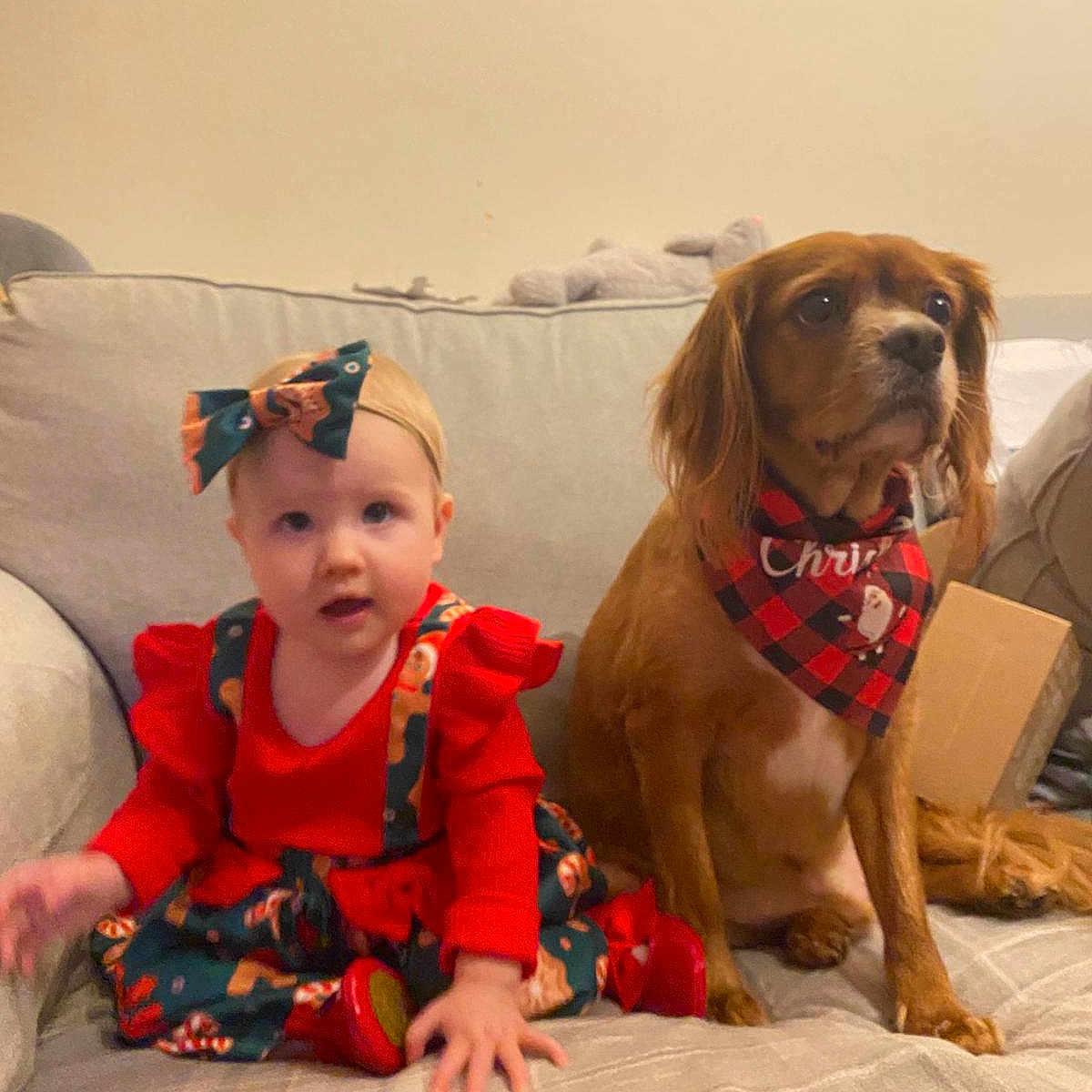 Samantha joined the competition — help win amazing prizes! animal, baby, canine, clothing, costume, couch, cushion, dog, face, furniture, head, homedecor, indoors, interiordesign, person, pet, photography, portrait, puppy, sitting