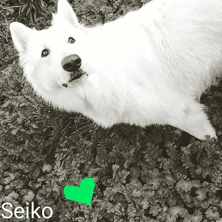 Seiko